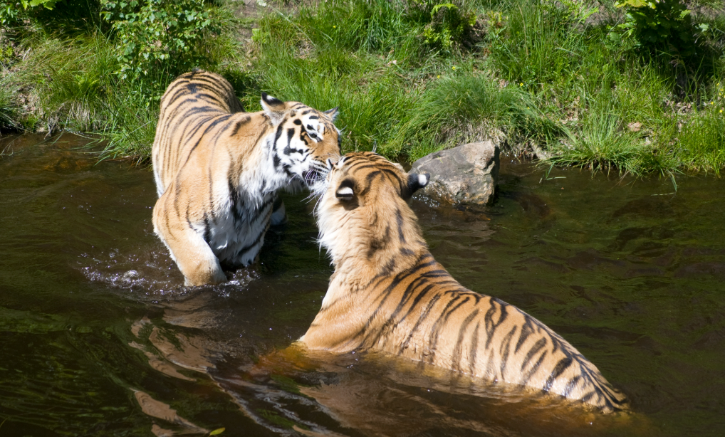 Kristiansand Zoo and Amusement Park , , Norway